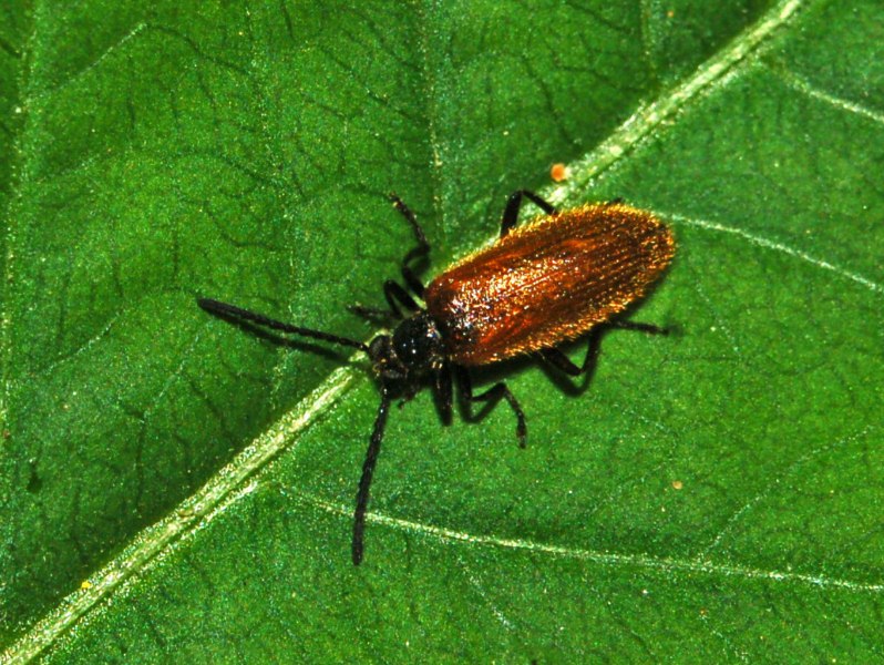 Tenebrionidae bruno-rossiccio da determinare - Lagria sp.